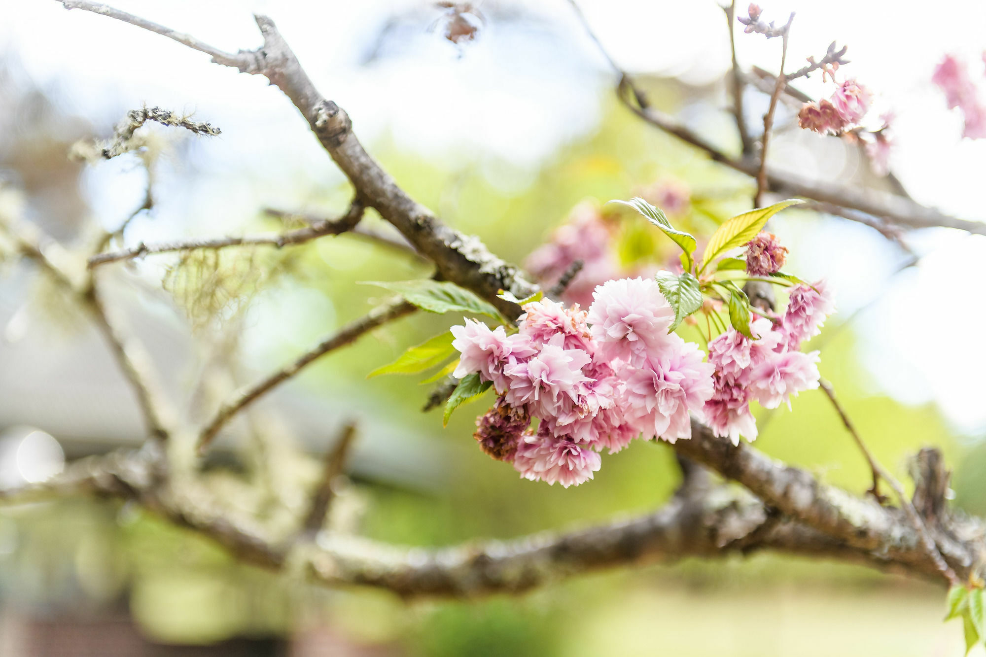 Вилла Federation Gardens & Possums Hideaway Блэкхит Экстерьер фото