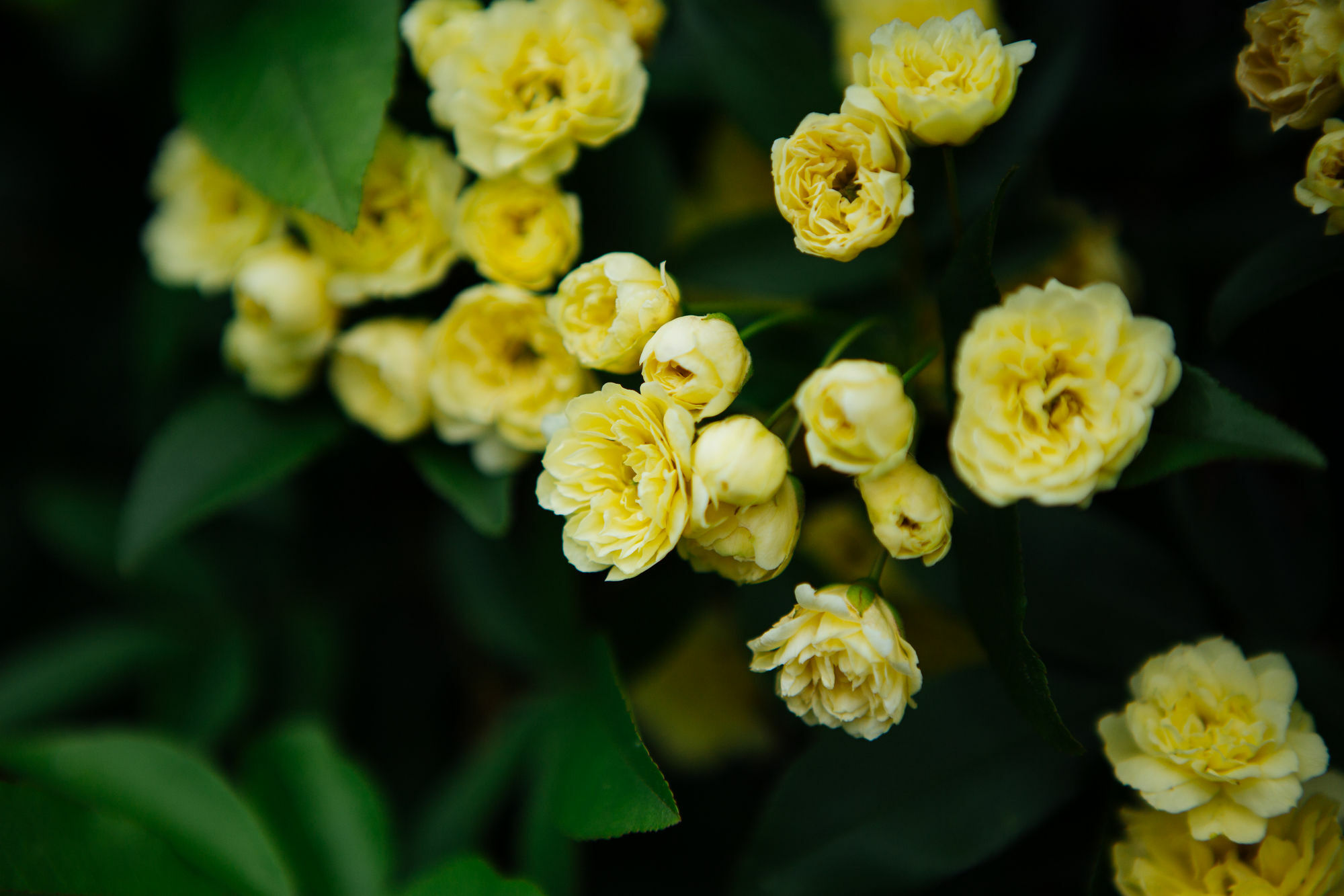 Вилла Federation Gardens & Possums Hideaway Блэкхит Экстерьер фото